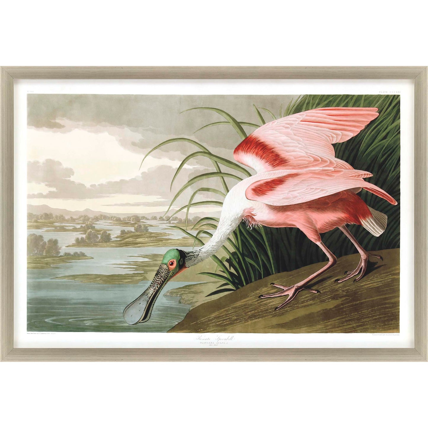 Paragon Roseate Spoonbill