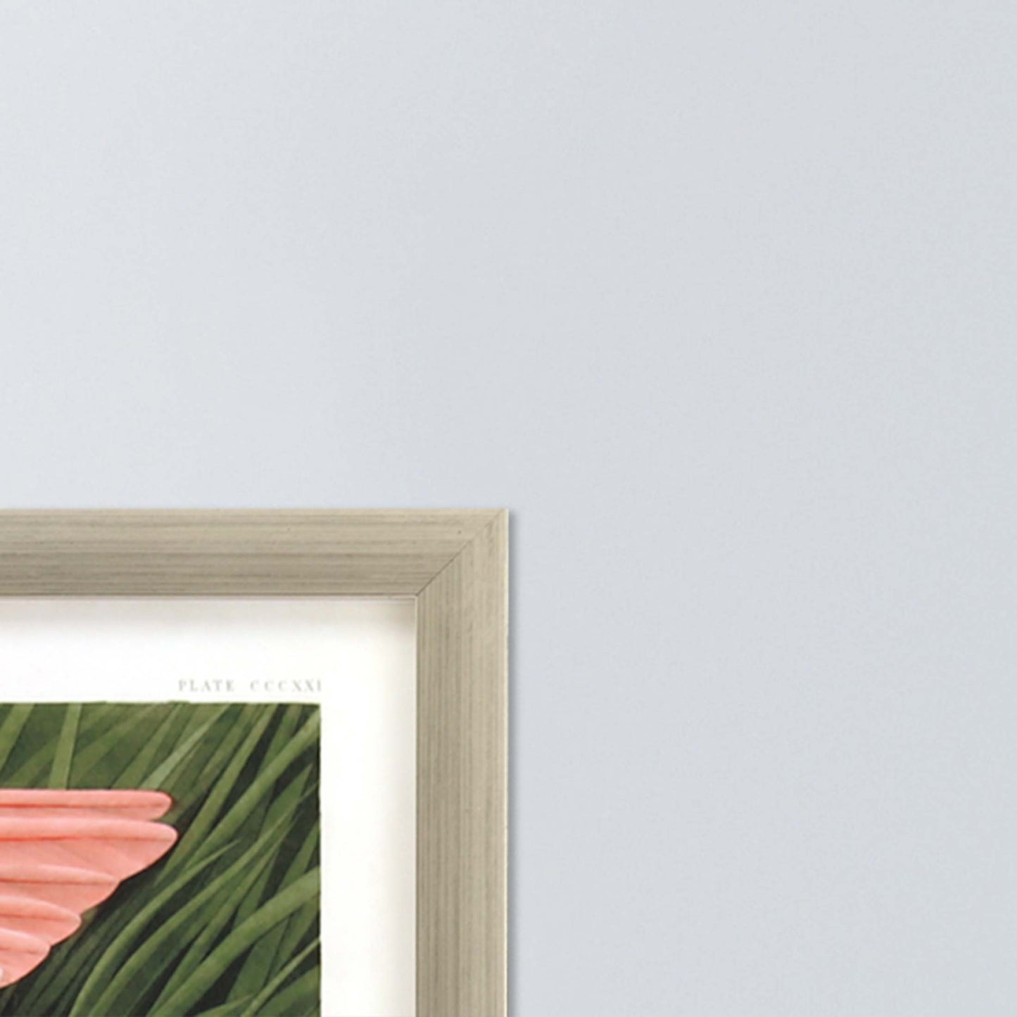 Paragon Roseate Spoonbill