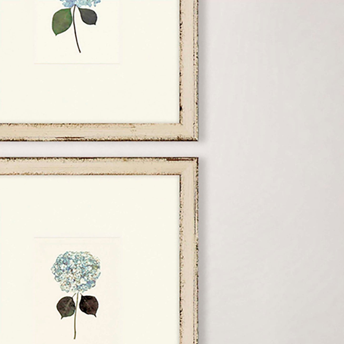 Paragon Hydrangea Minis S/4