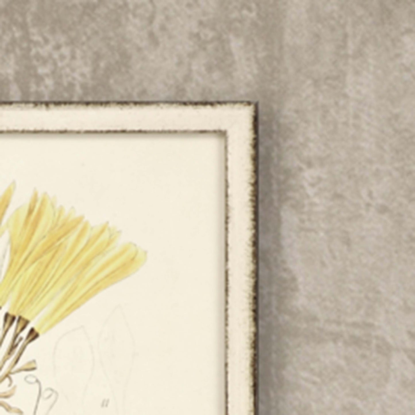 Paragon Antique Botanicals S/4