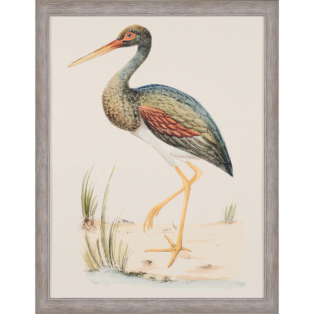 Paragon Water Bird II