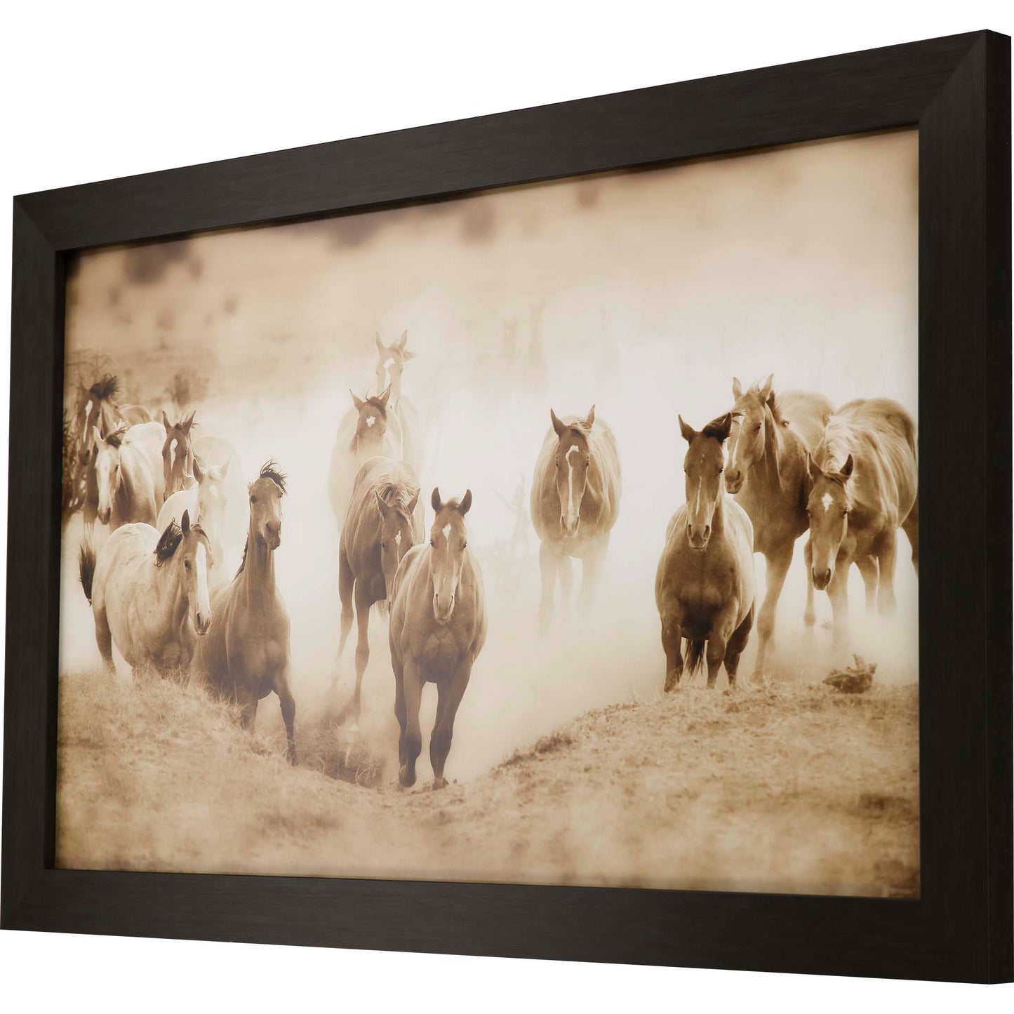 Paragon San Cristobol Horses