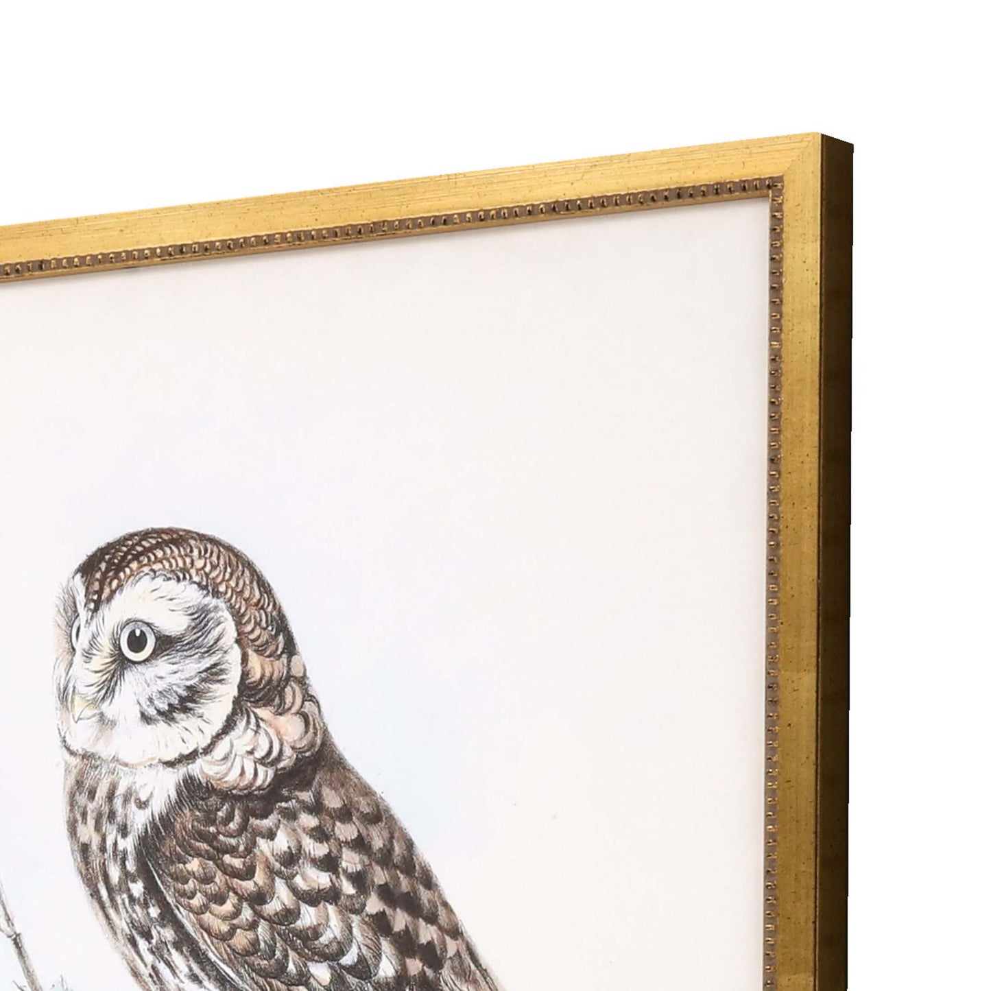 Paragon Owls S/4