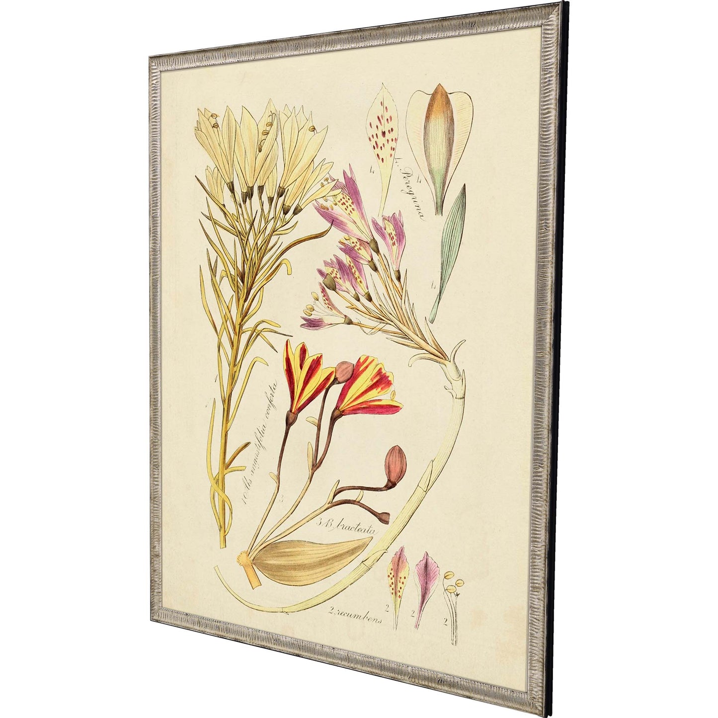Paragon Antique Sketch