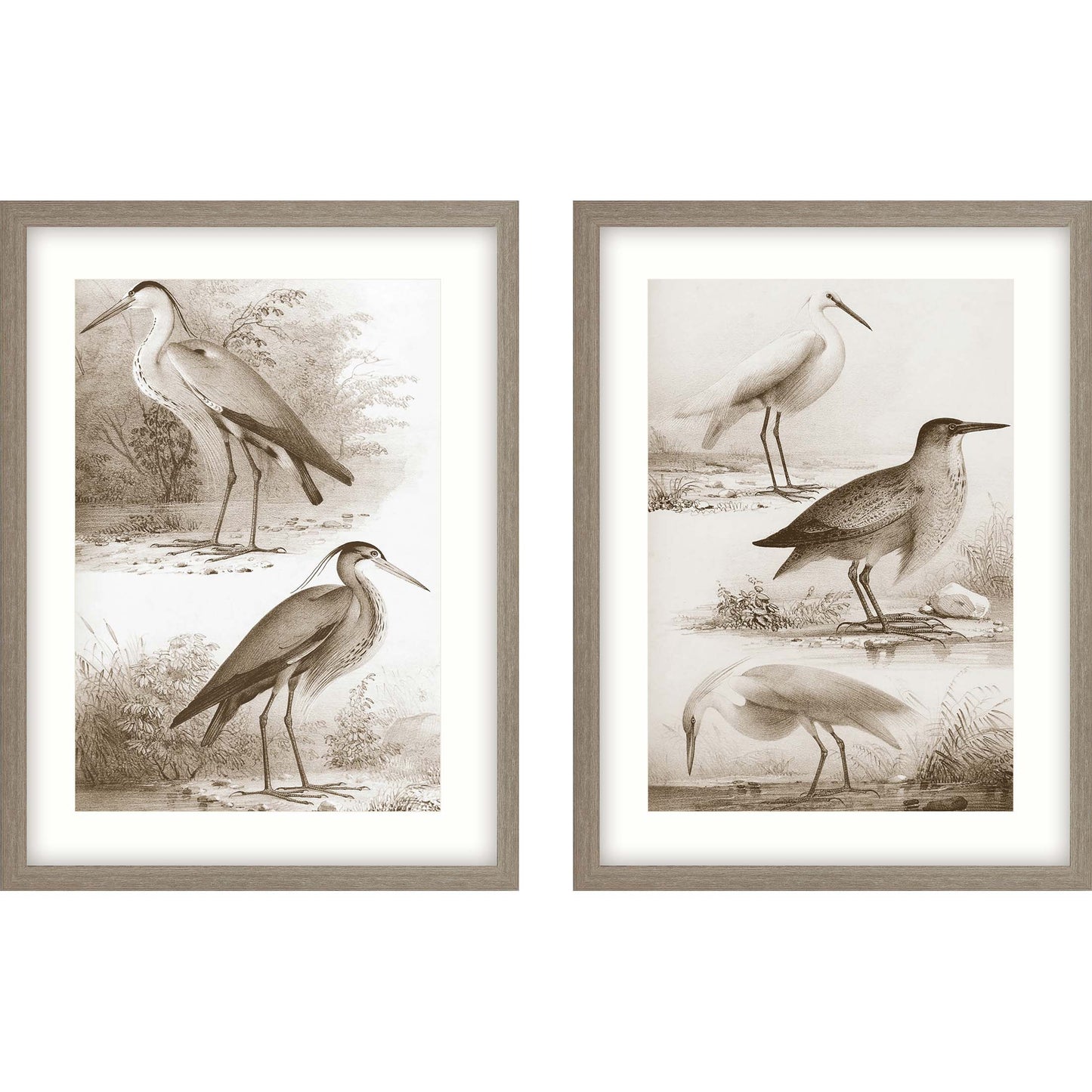 Paragon Sepia Water Birds II S/2