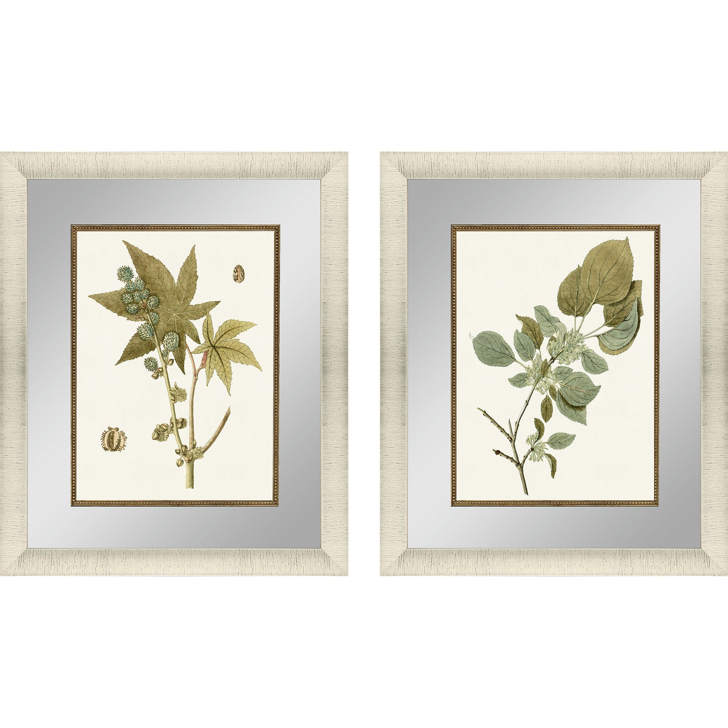 Paragon Botanical Leaf I S/2
