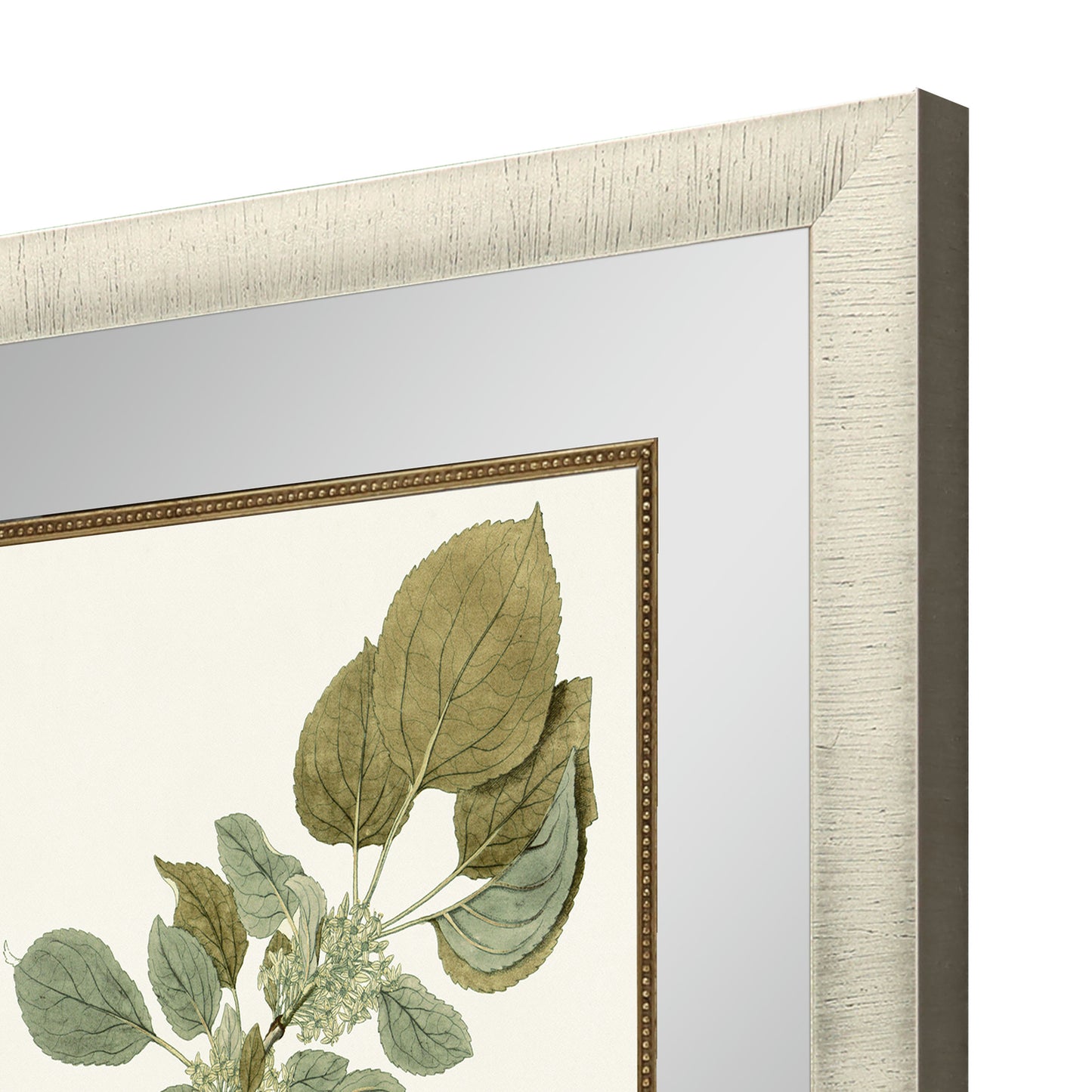 Paragon Botanical Leaf I S/2