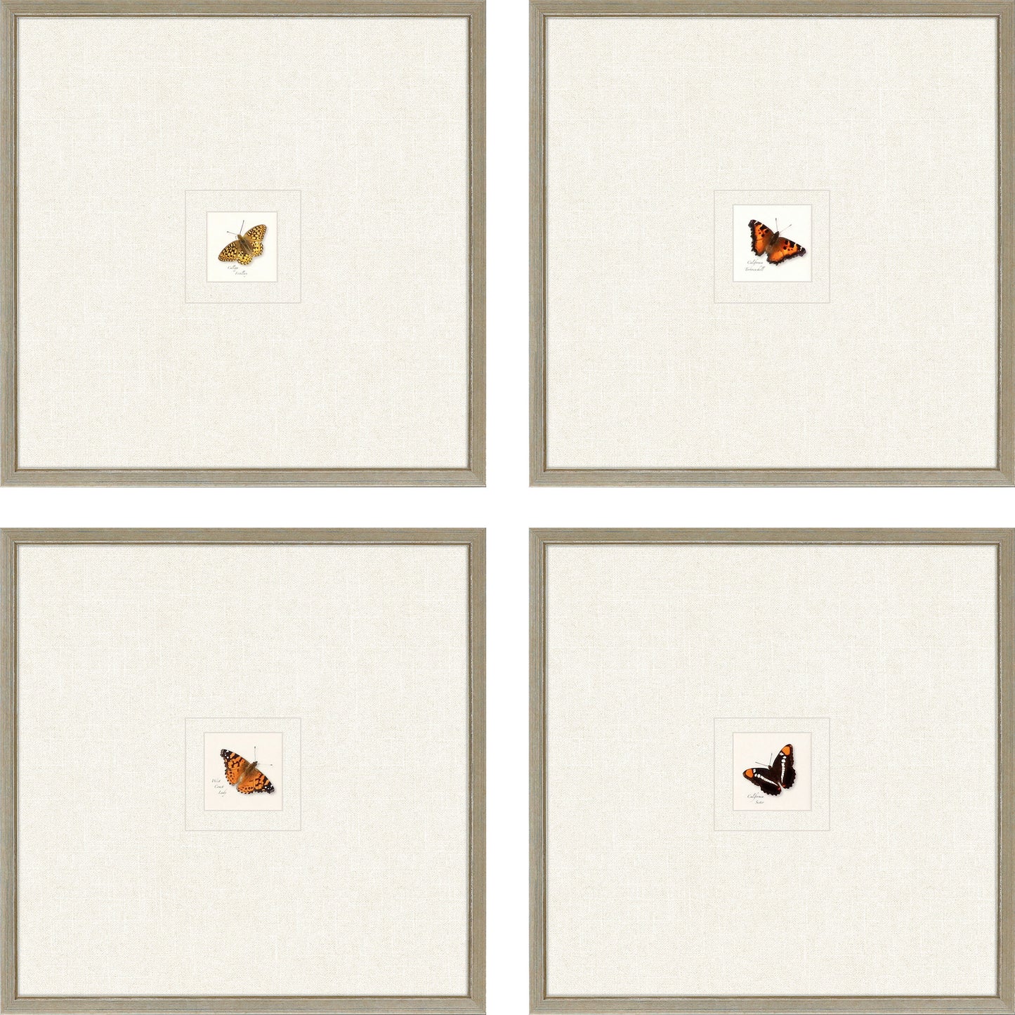 Paragon Butterfly S/4