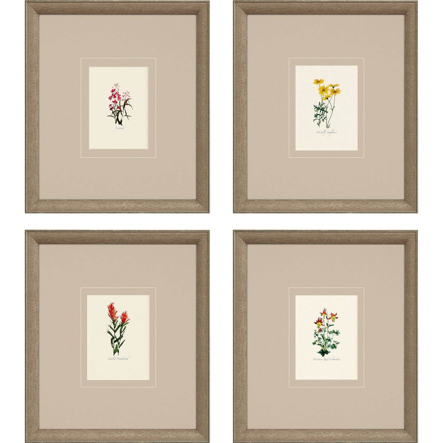 Paragon Western Wildflower S/4