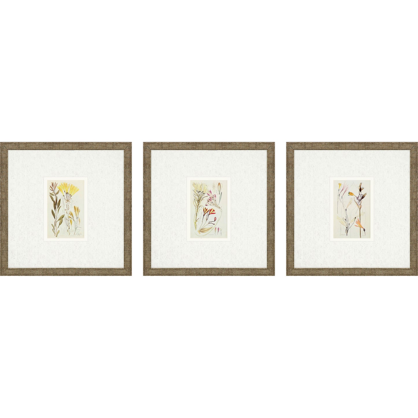 Paragon Antique Botanical II S/3