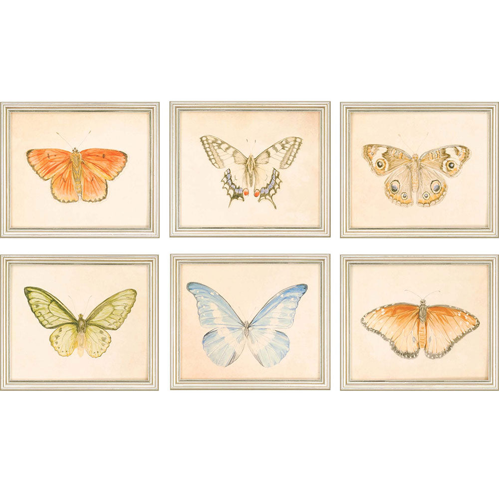 Paragon Butterflies S/6