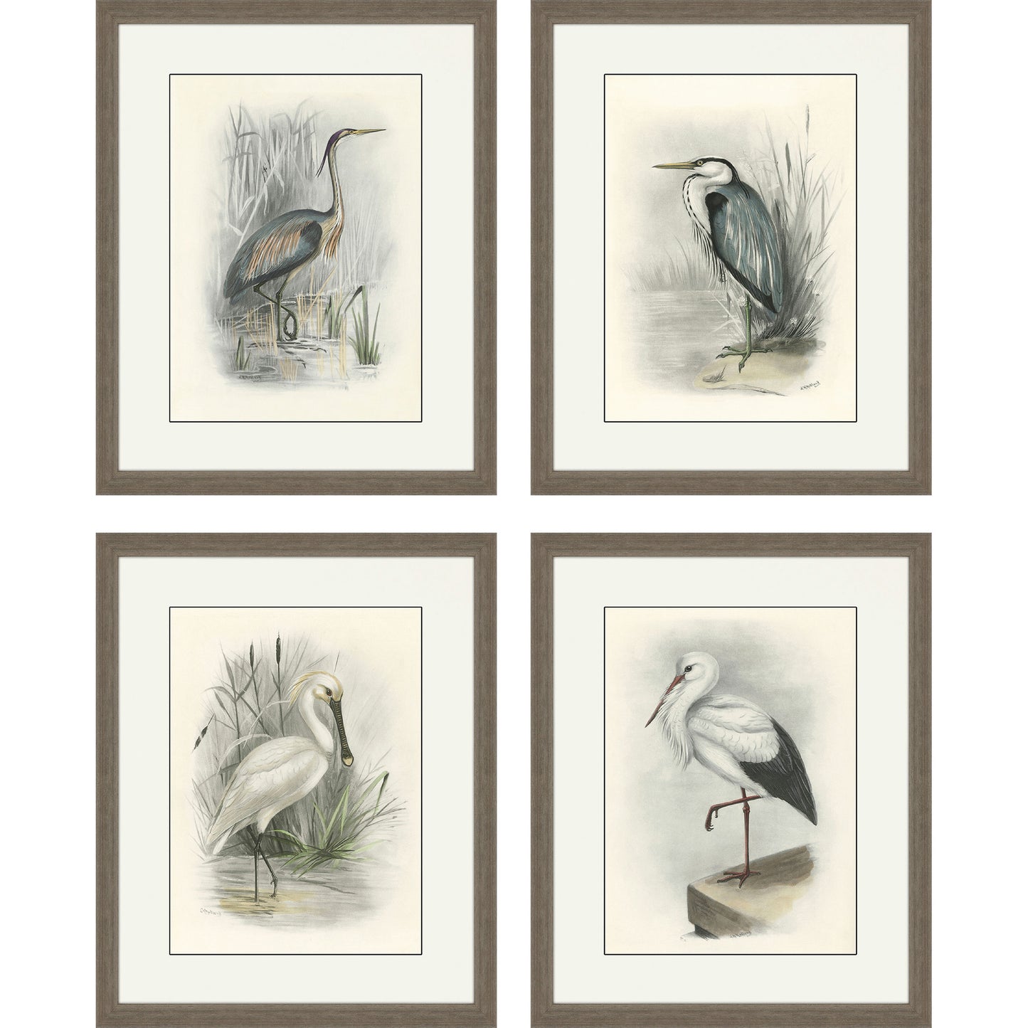 Paragon Birds S/4