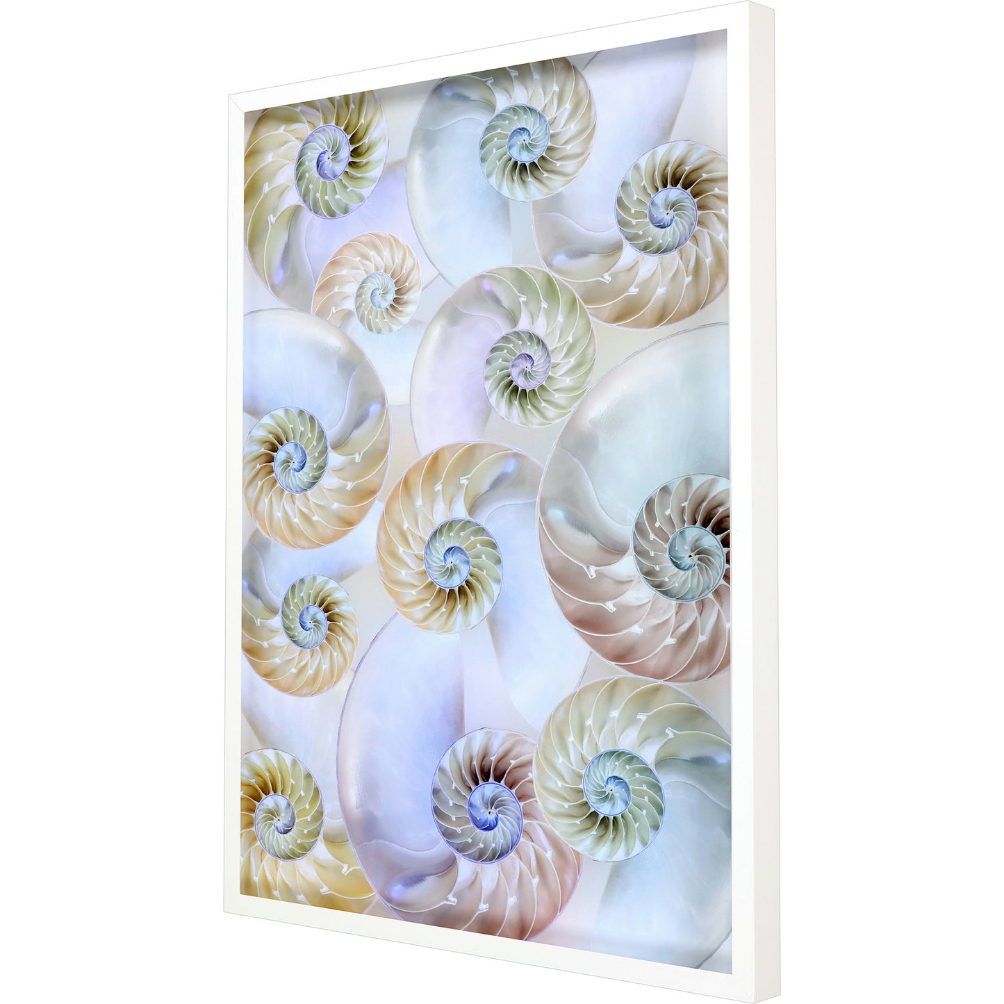 Paragon Nautilus Pattern
