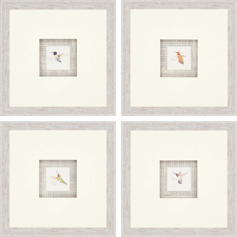 Paragon Hummingbirds S/4