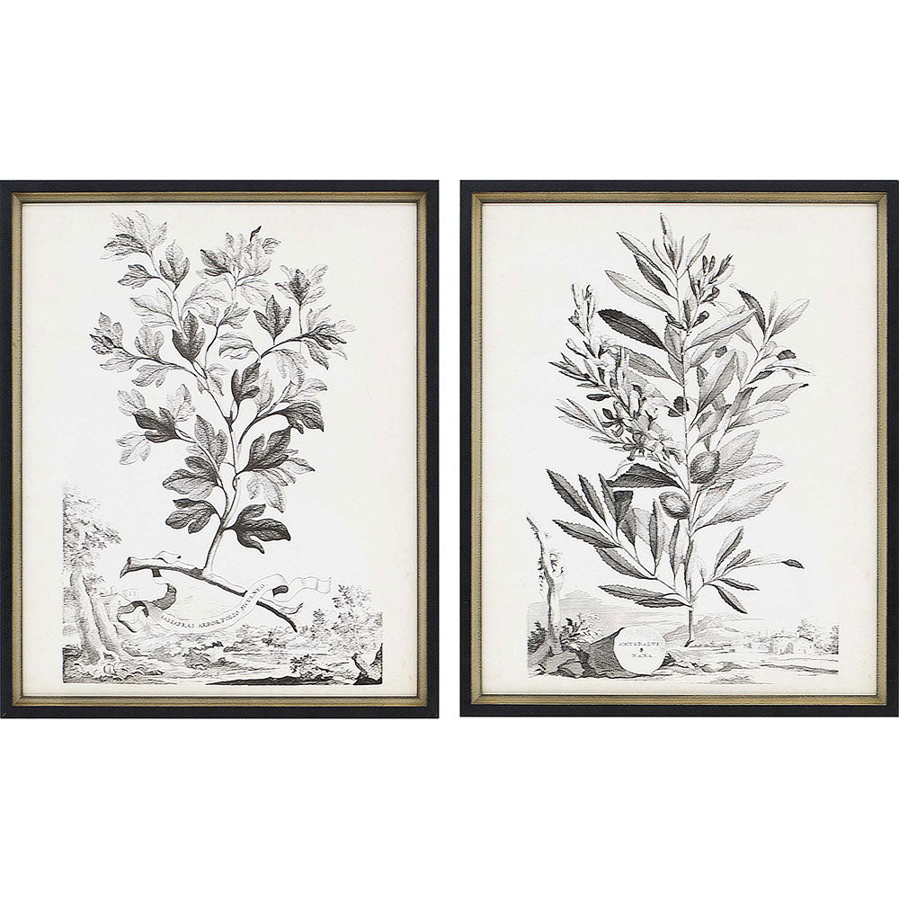 Paragon Botanicals III S/2