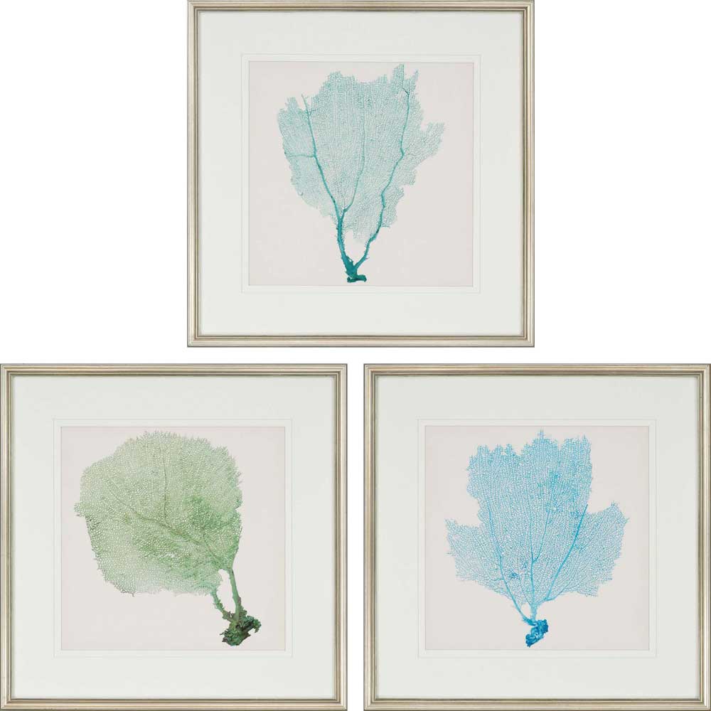 Paragon Sea Fan I S/3