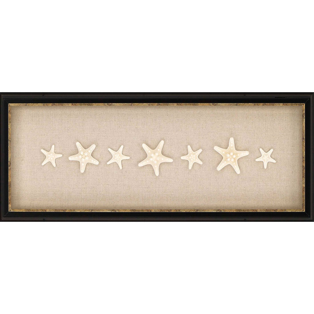 Paragon Knobby Starfish