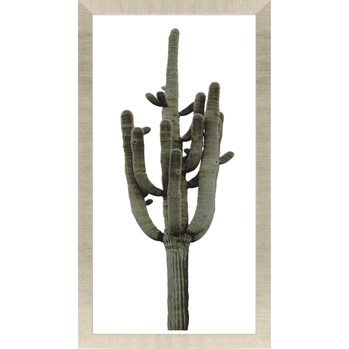 Paragon Saguaro II
