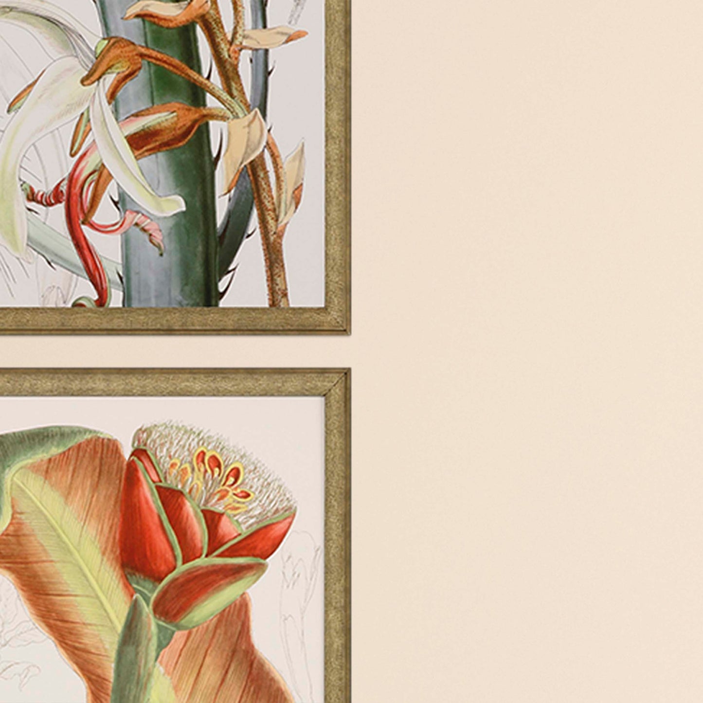 Paragon Tropical Variety S/4
