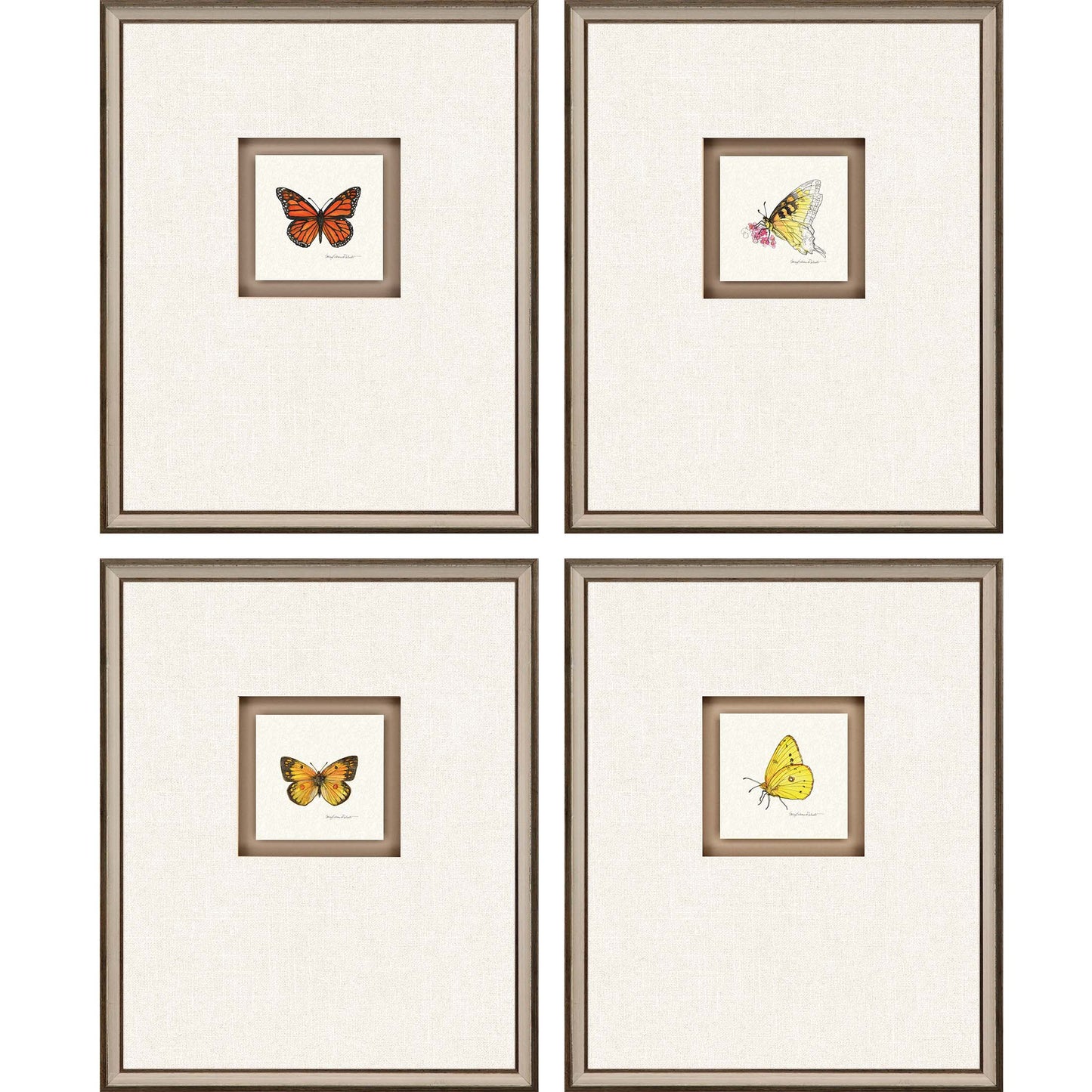 Paragon Butterfly Study II S/4