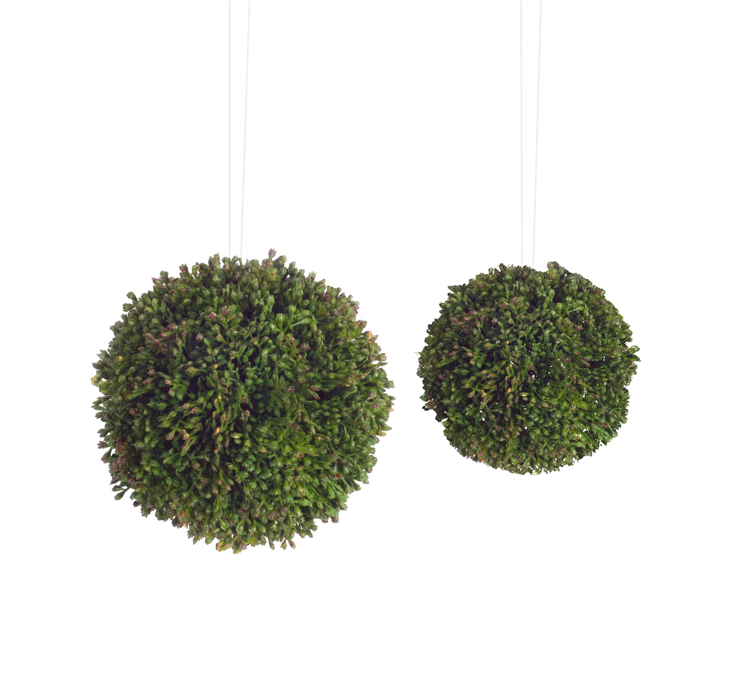 Seedum Orbs (Set Of 8) 4"H Plastic