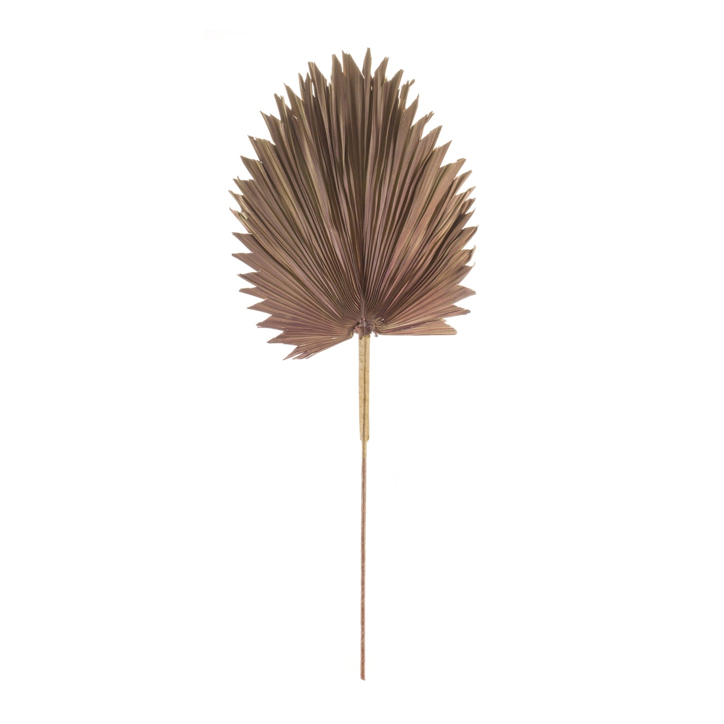 Fan Palm Leaf (Set Of 6) 42"H Natural Palm, Brown