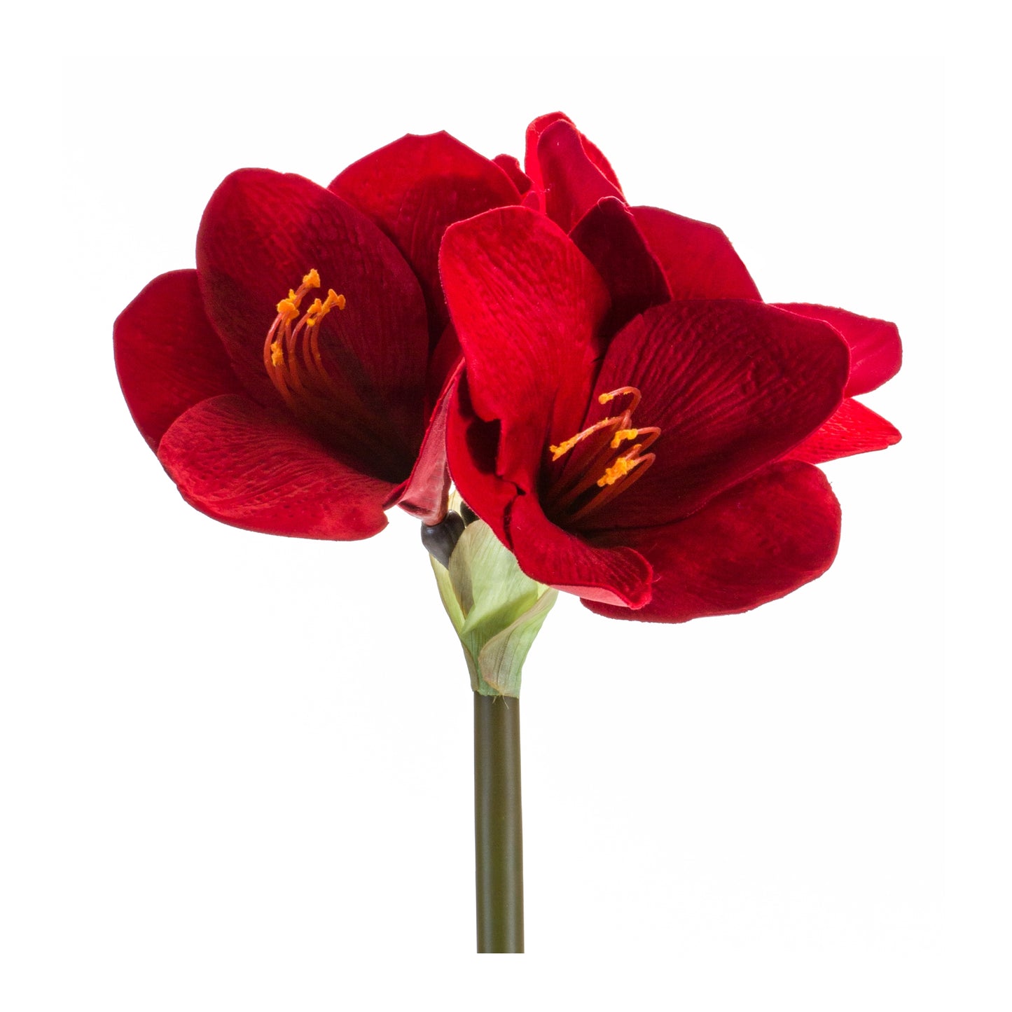 Amaryllis Stem (Set Of 6) 30.5"H Velvet