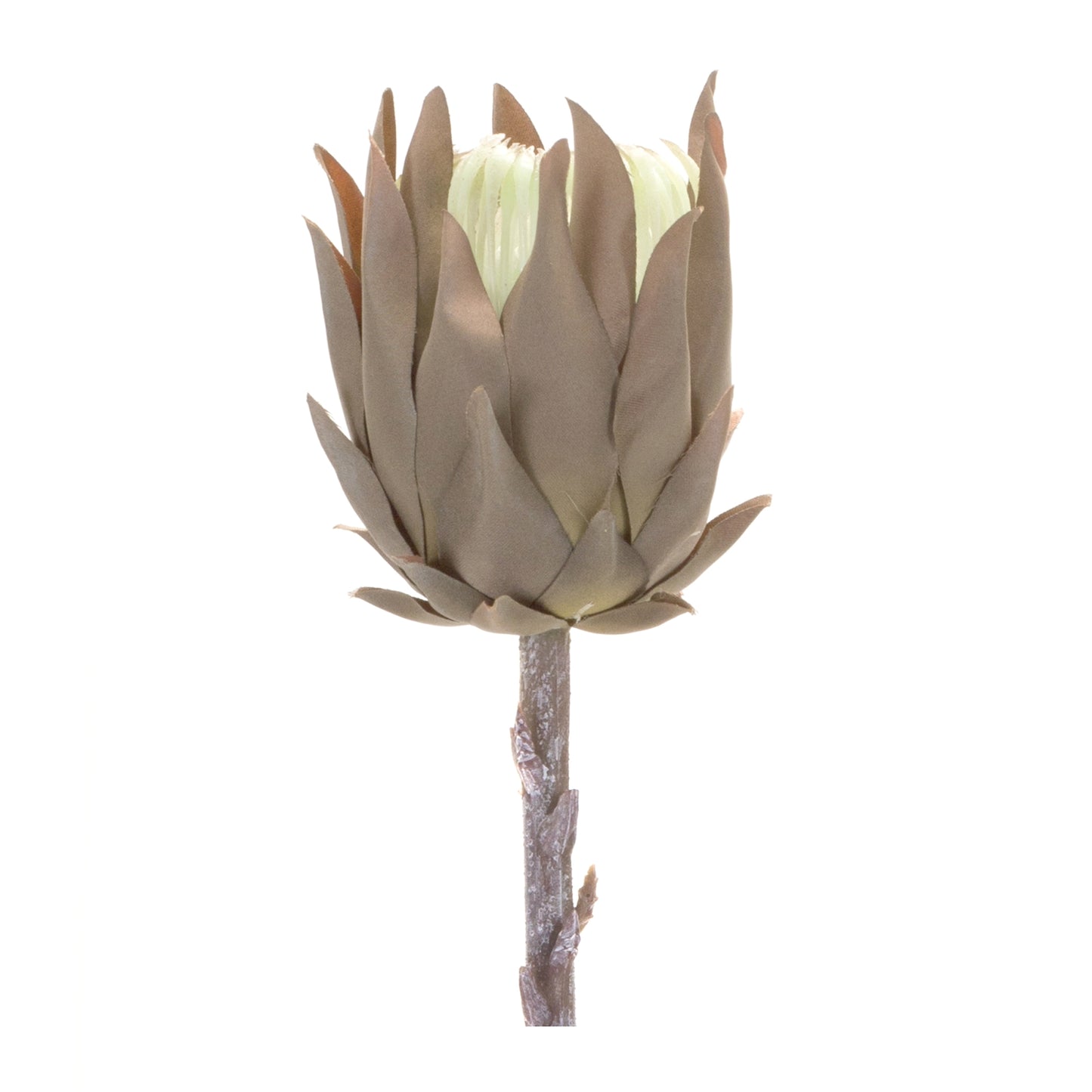 Protea Stem (Set Of 6) 20"H Plastic, Brown