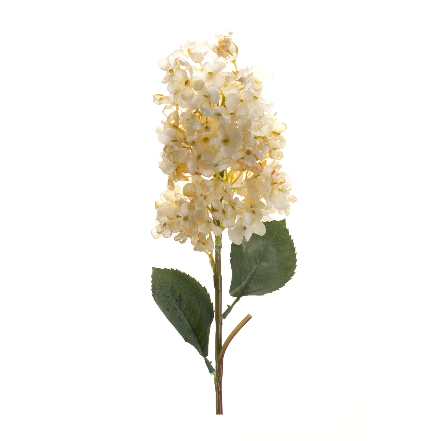 Cone Hydrangea Stem (Set Of 6), White, Green