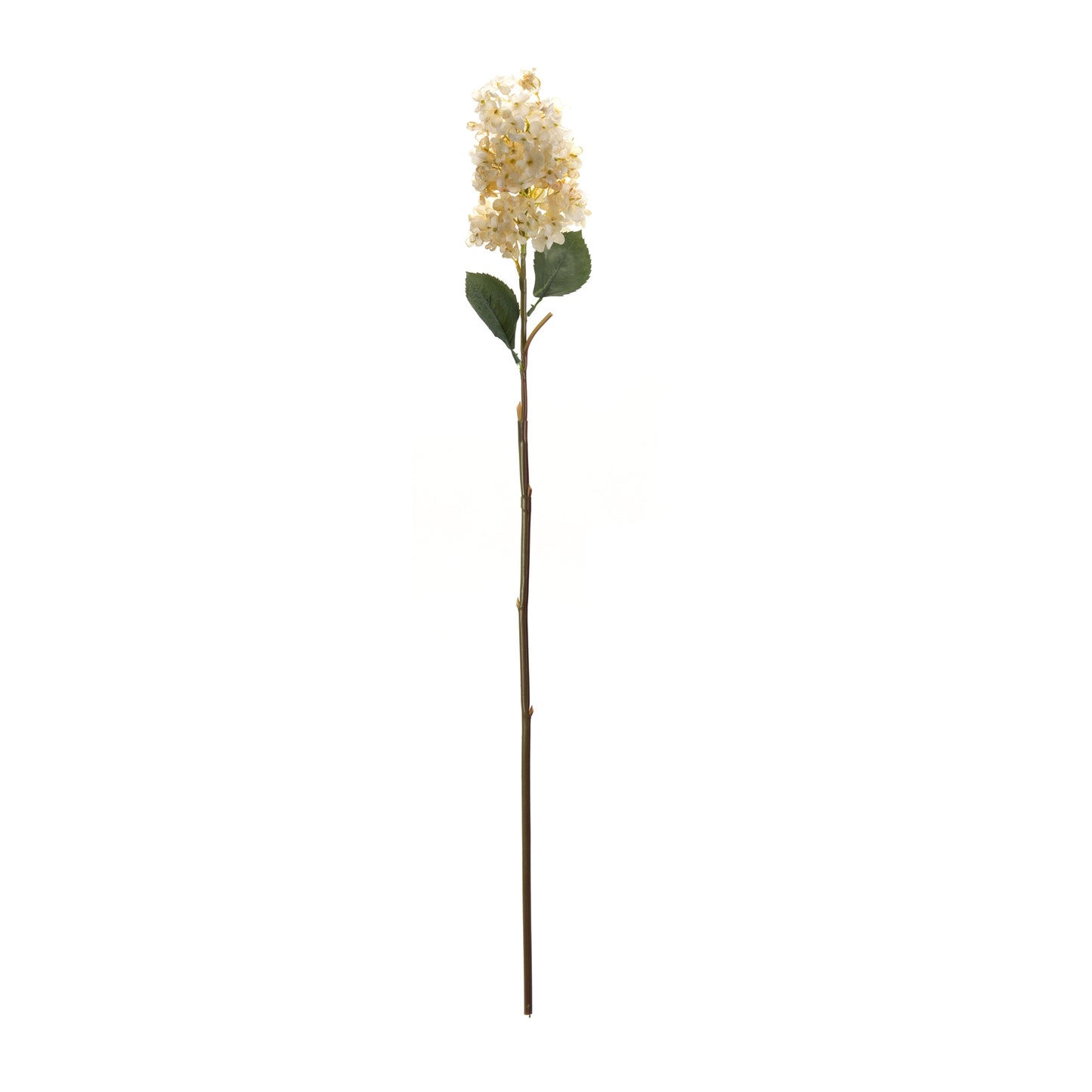 Cone Hydrangea Stem (Set Of 6), White, Green