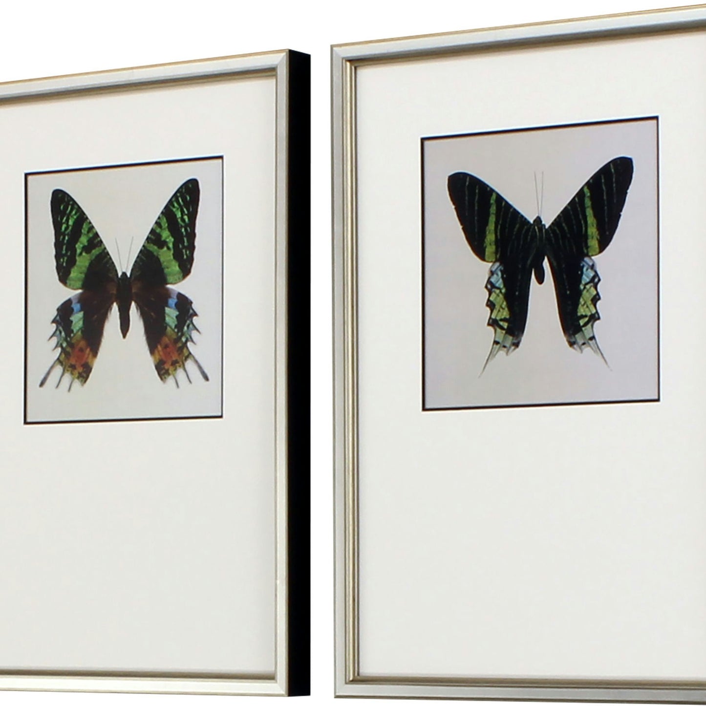 Paragon Great Butterfly I S/2