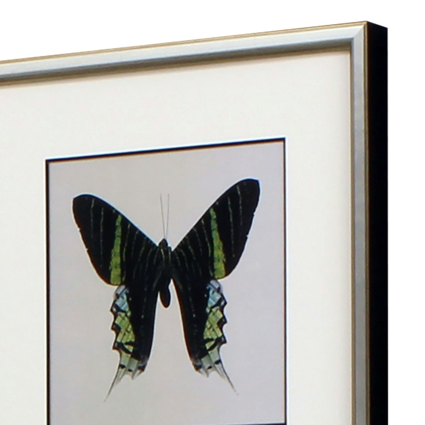 Paragon Great Butterfly I S/2