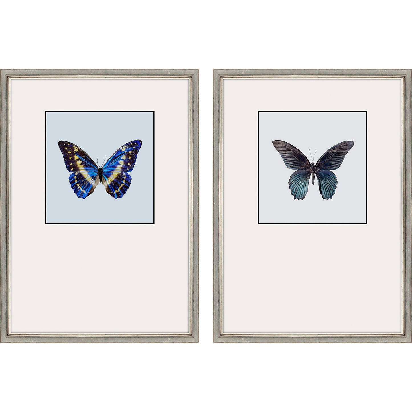Paragon Great Butterfly II S/2