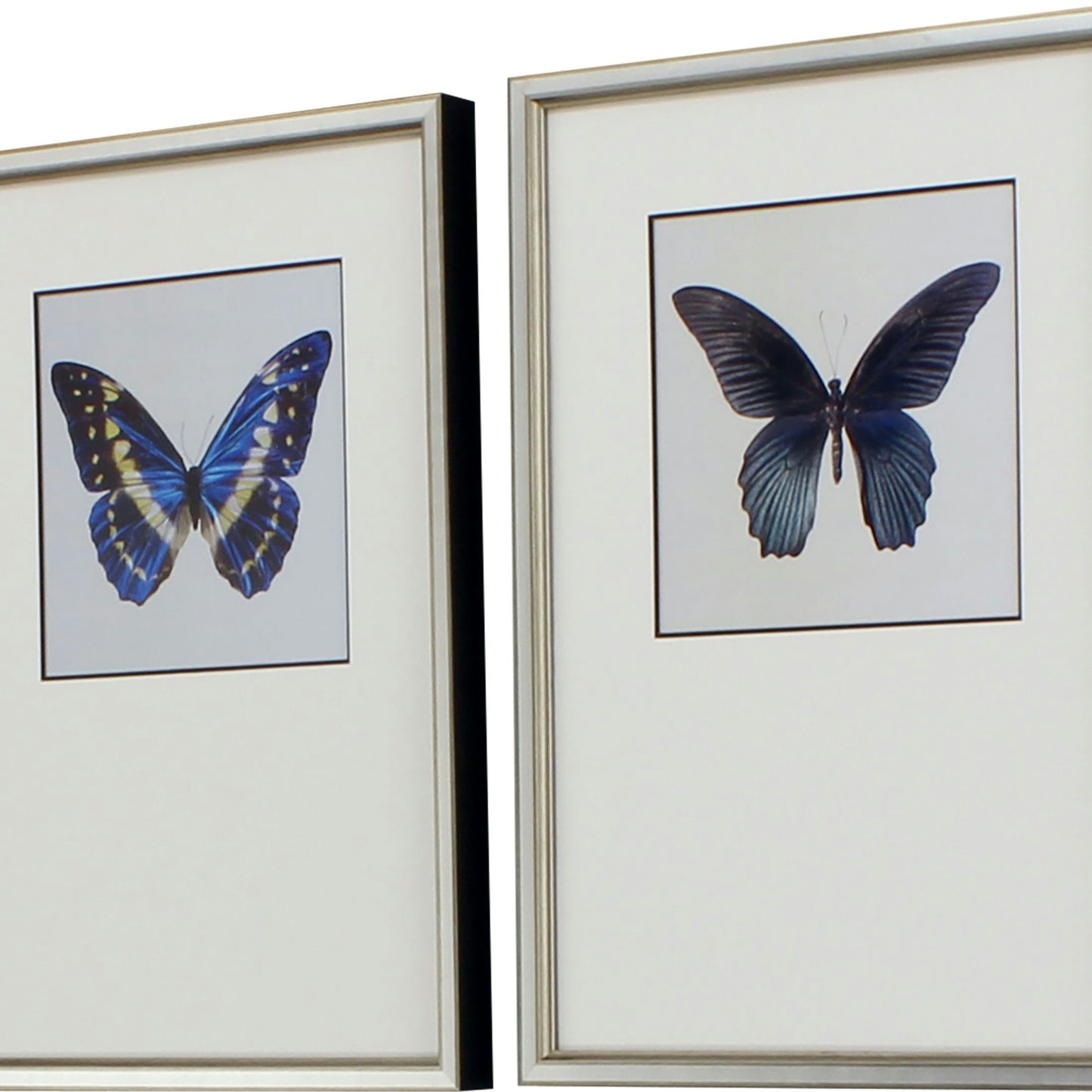 Paragon Great Butterfly II S/2