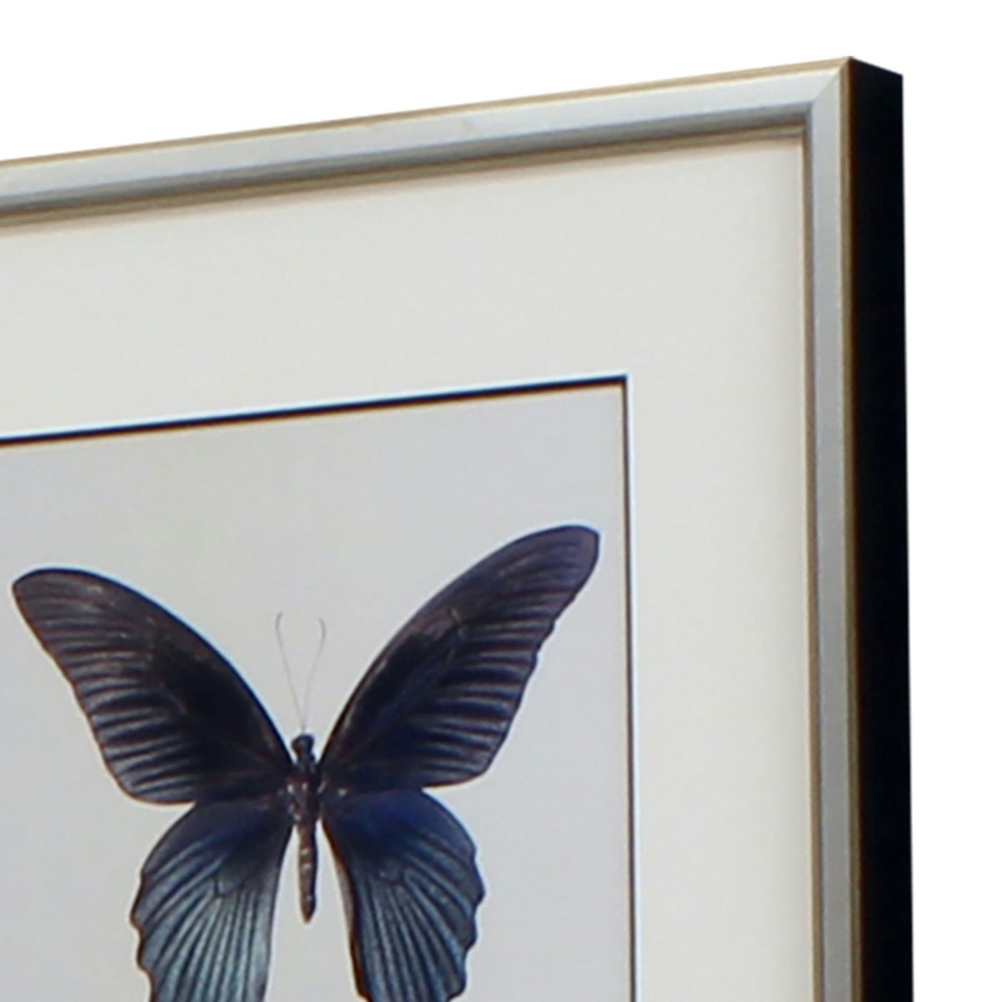Paragon Great Butterfly II S/2
