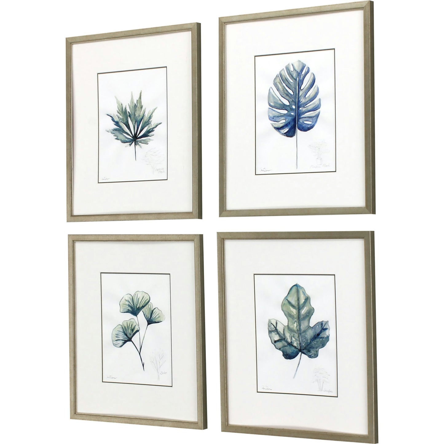 Paragon Plant Drawings S/4