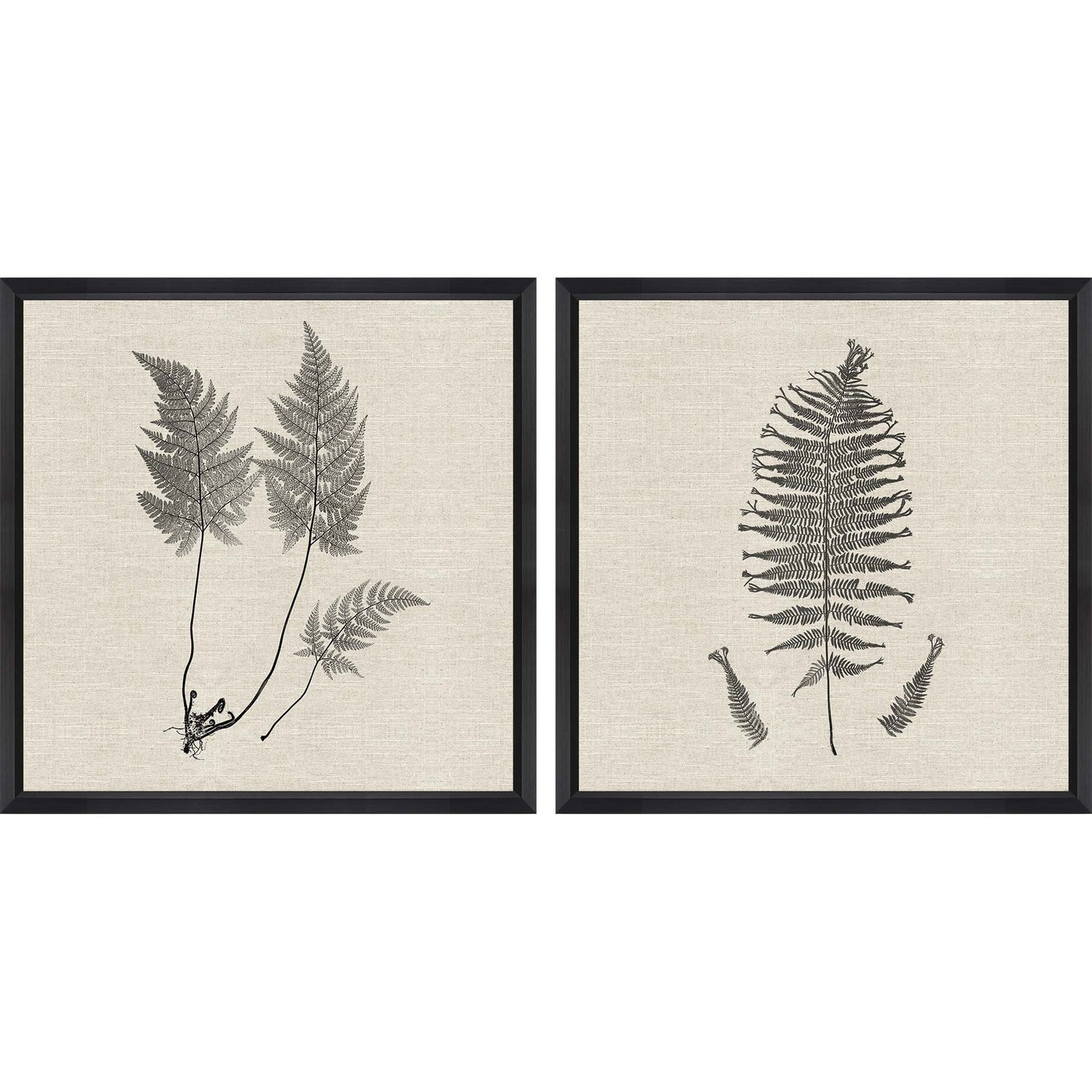 Paragon Modern Ferns I S/2