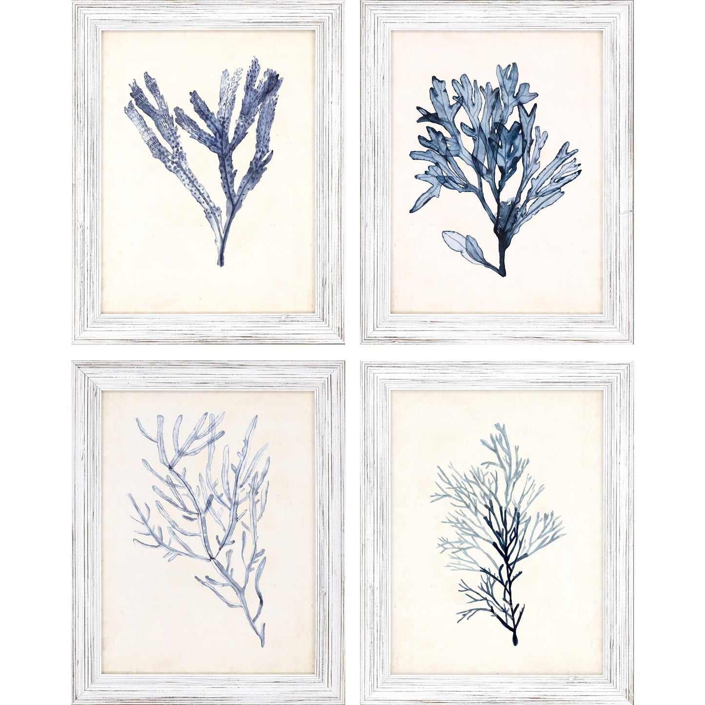 Paragon Seaweed Specimens S/4