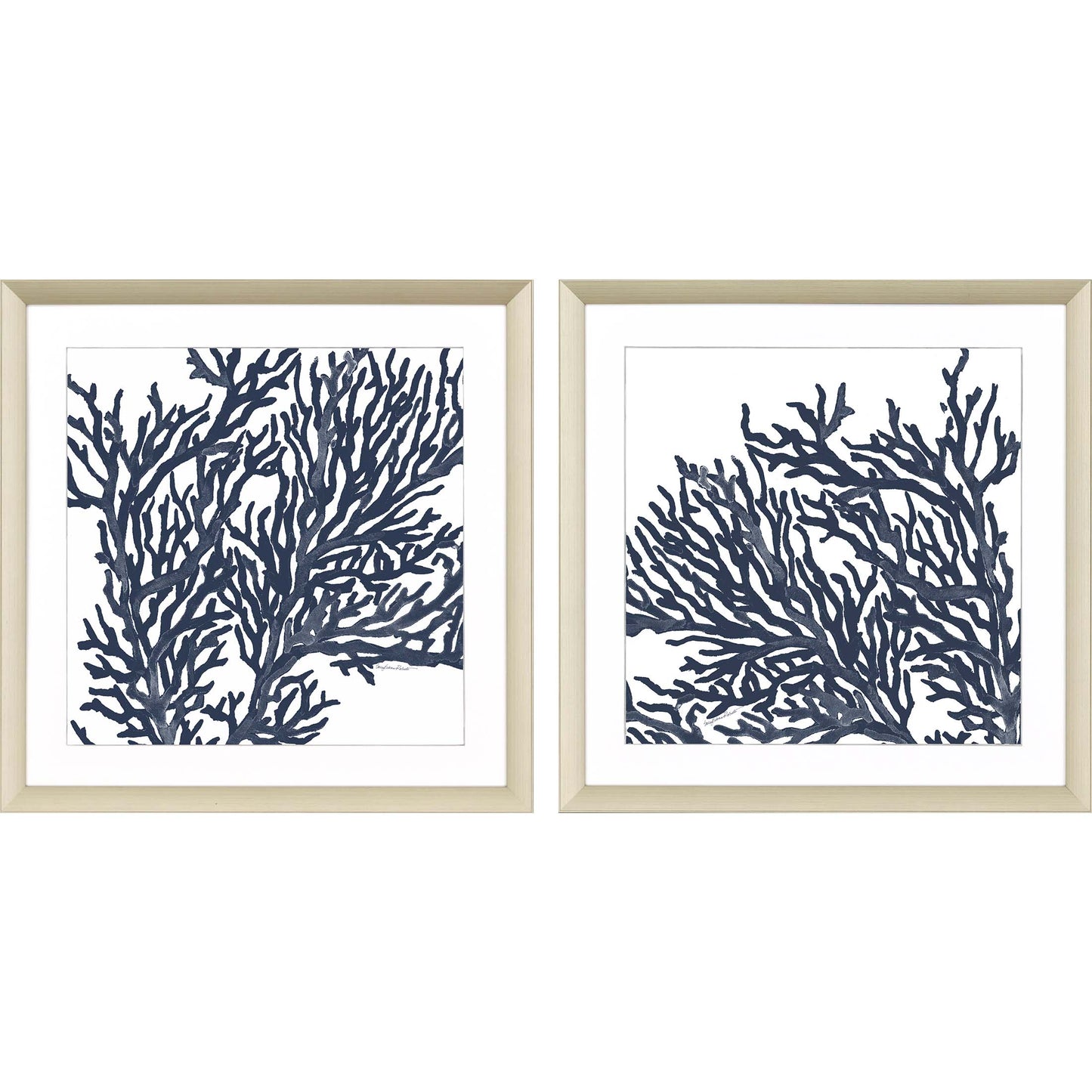 Paragon Blue Coral II S/2