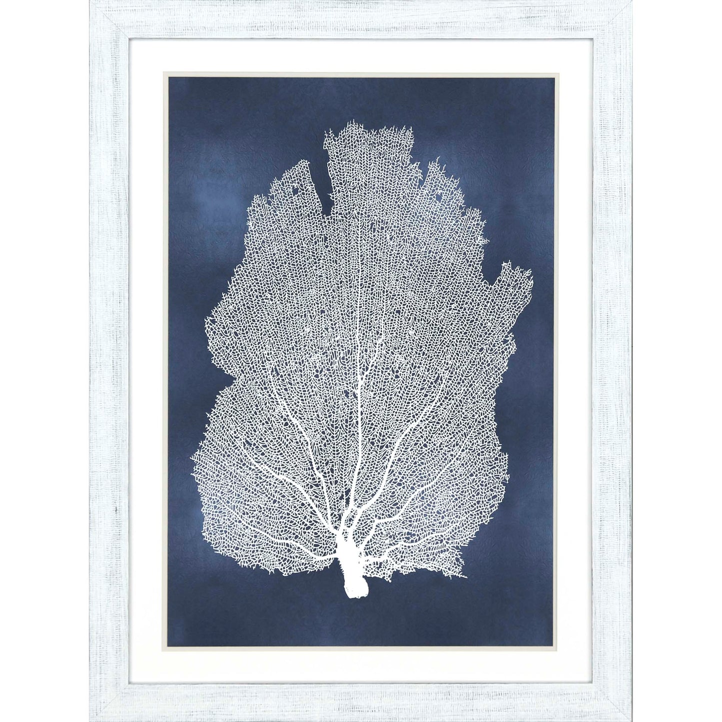 Paragon Sea Fan on Blue I