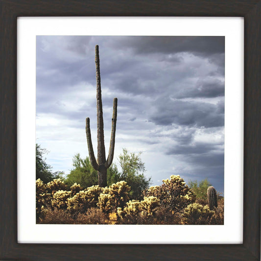 Paragon Saguaro Centurion