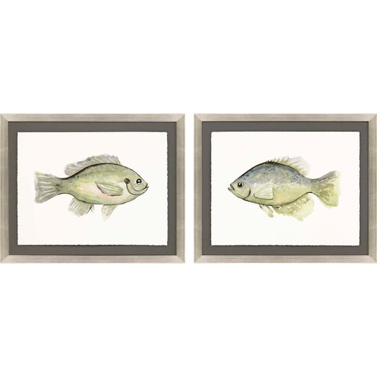 Paragon Blue Gill/Crappie S/2