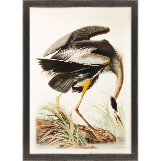 Paragon Great Blue Heron