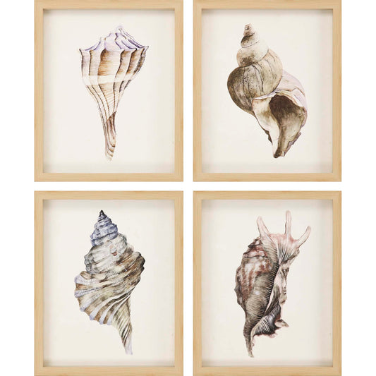 Paragon Watercolor Seashell S/4