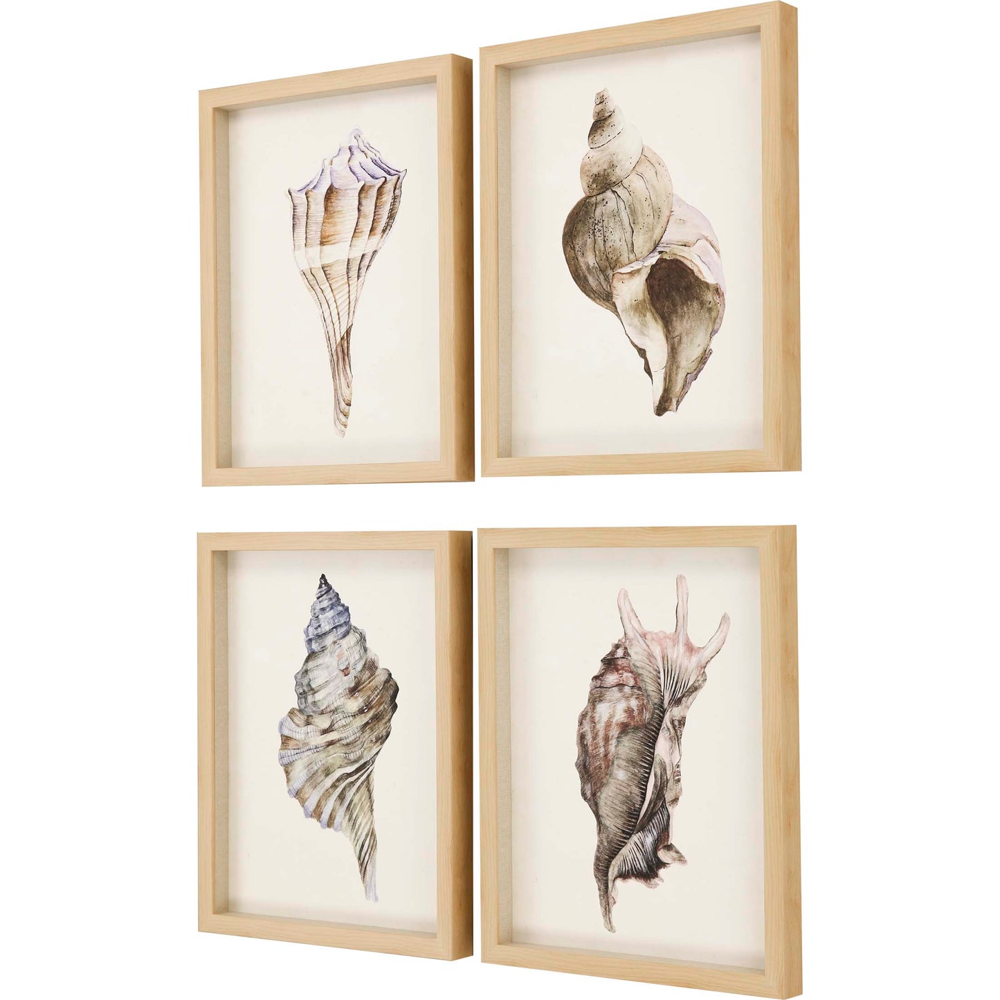 Paragon Watercolor Seashell S/4