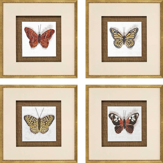 Paragon Butterfly Study S/4