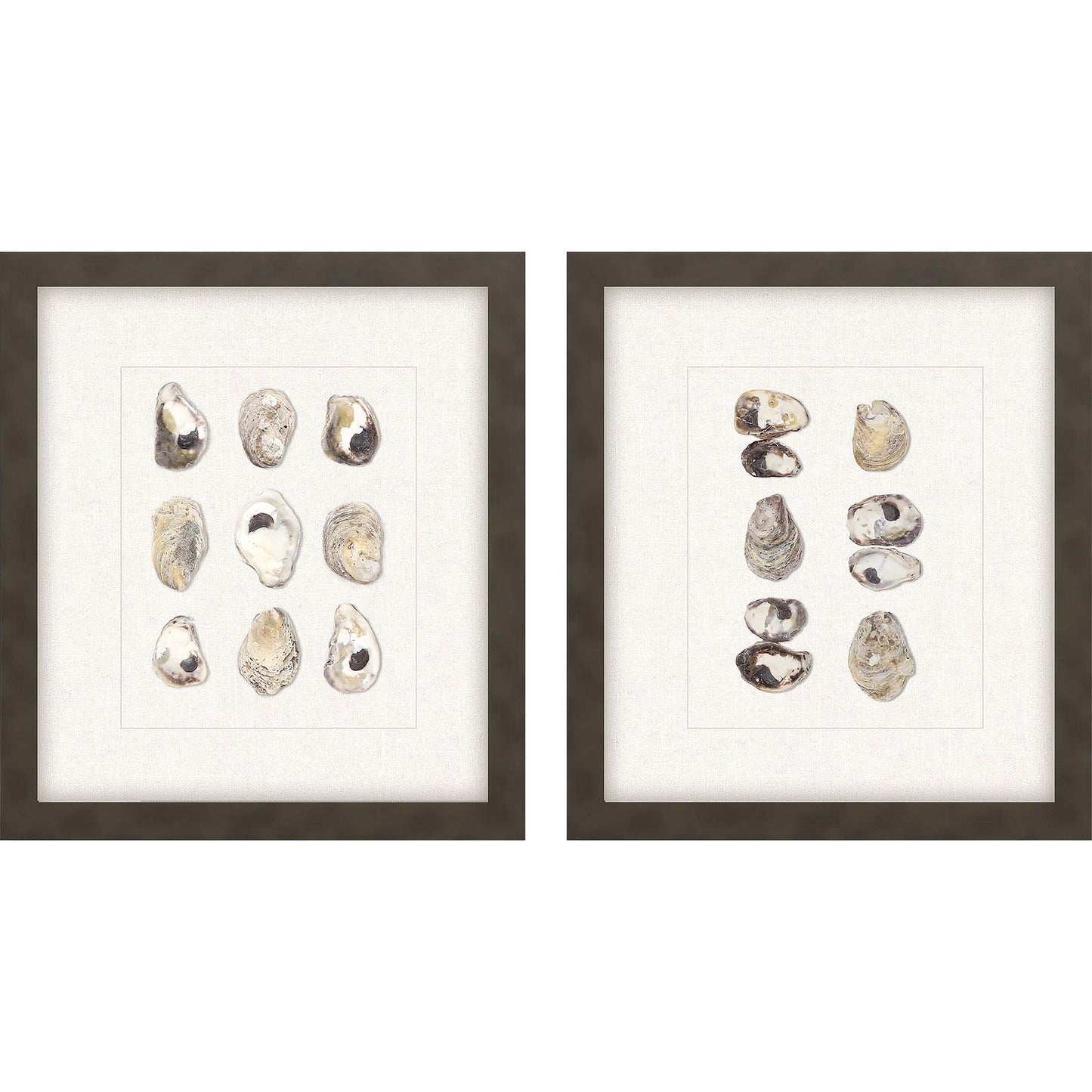 Paragon Shell Series S/2