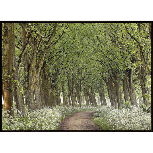 Paragon Cow Parsley Curve