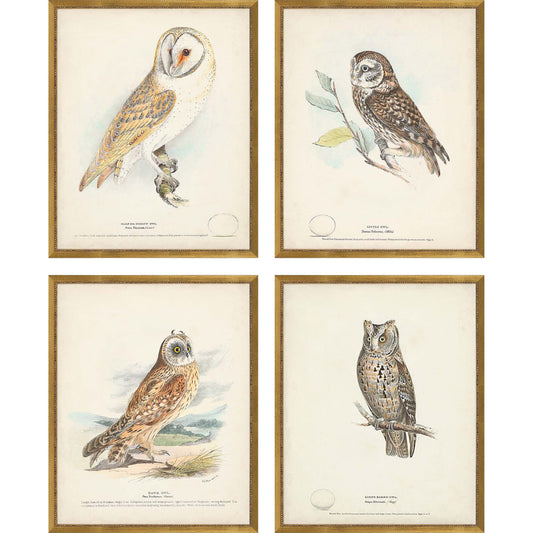 Paragon Owls S/4