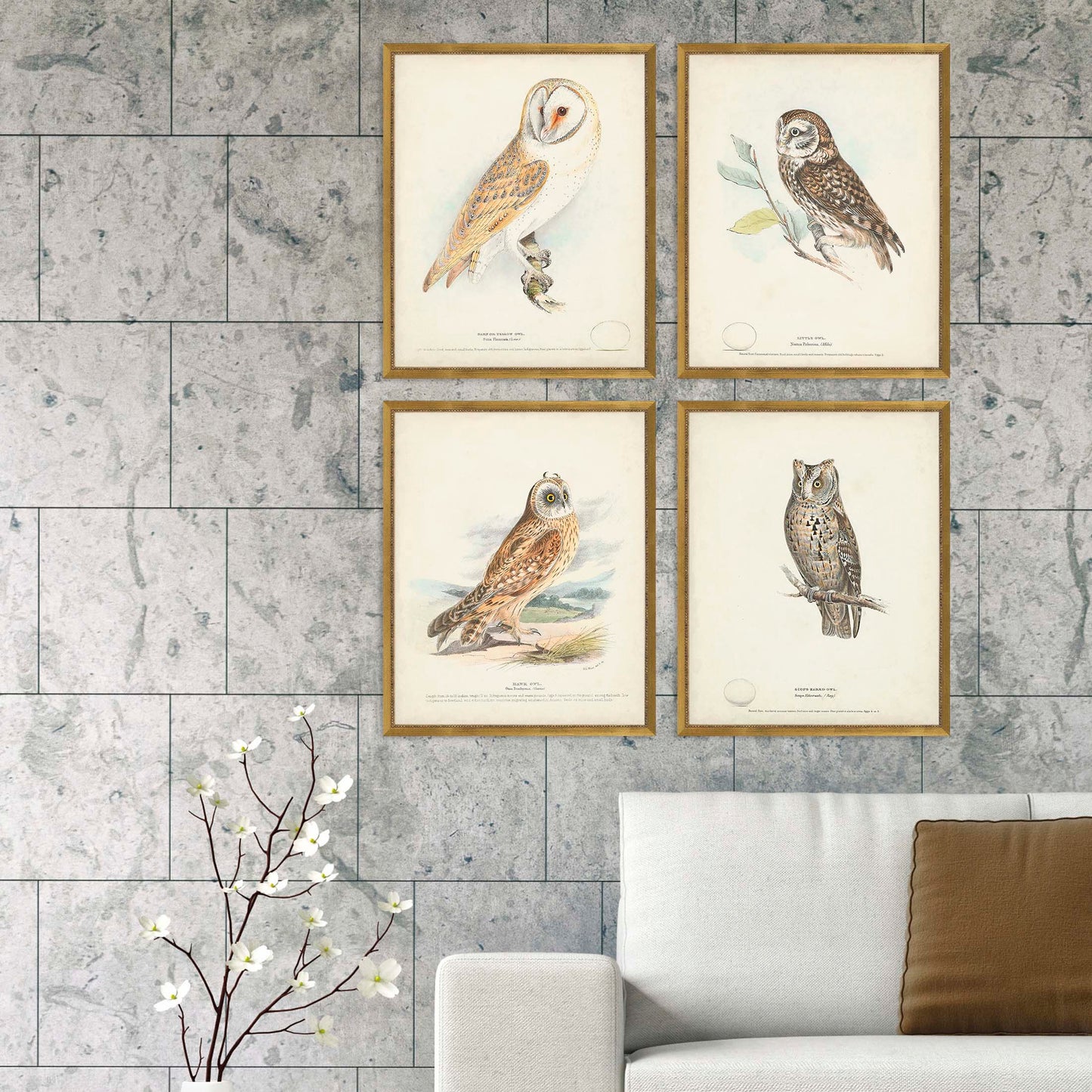 Paragon Owls S/4